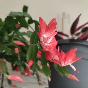 Meet your Posher, Man wai livi